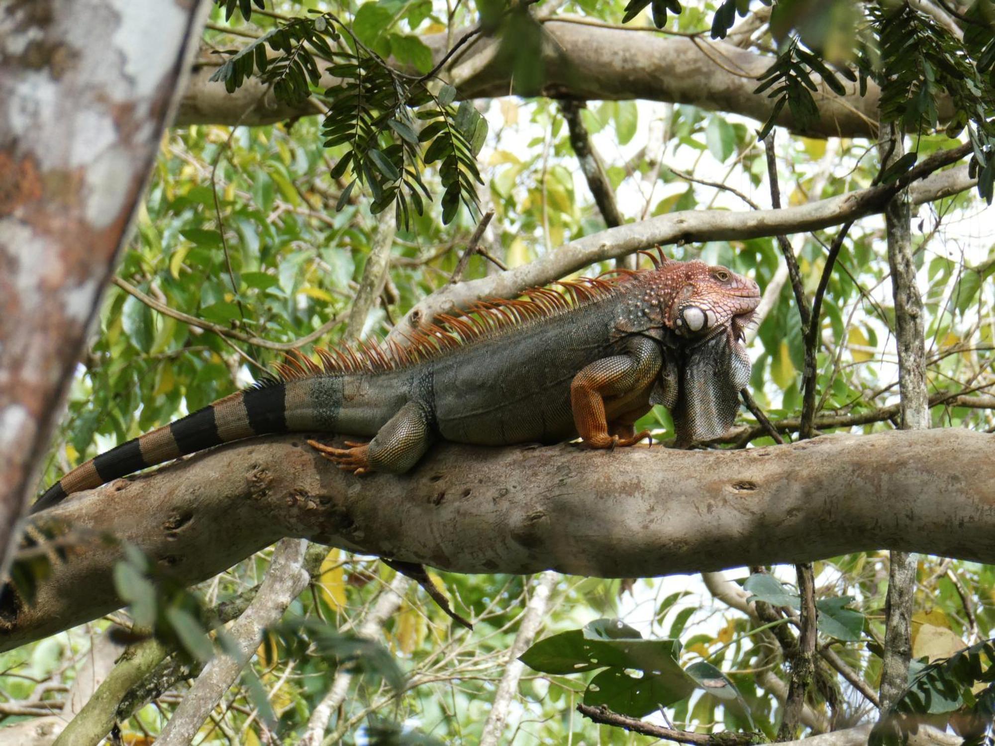 بيت شباب Alouatta Playa Coyote San Francisco de Coyote المظهر الخارجي الصورة