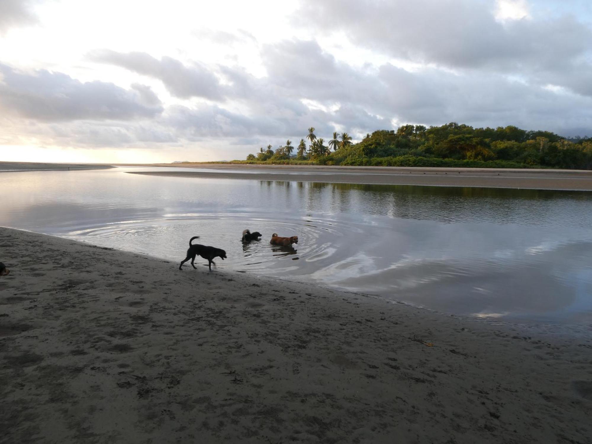 بيت شباب Alouatta Playa Coyote San Francisco de Coyote المظهر الخارجي الصورة