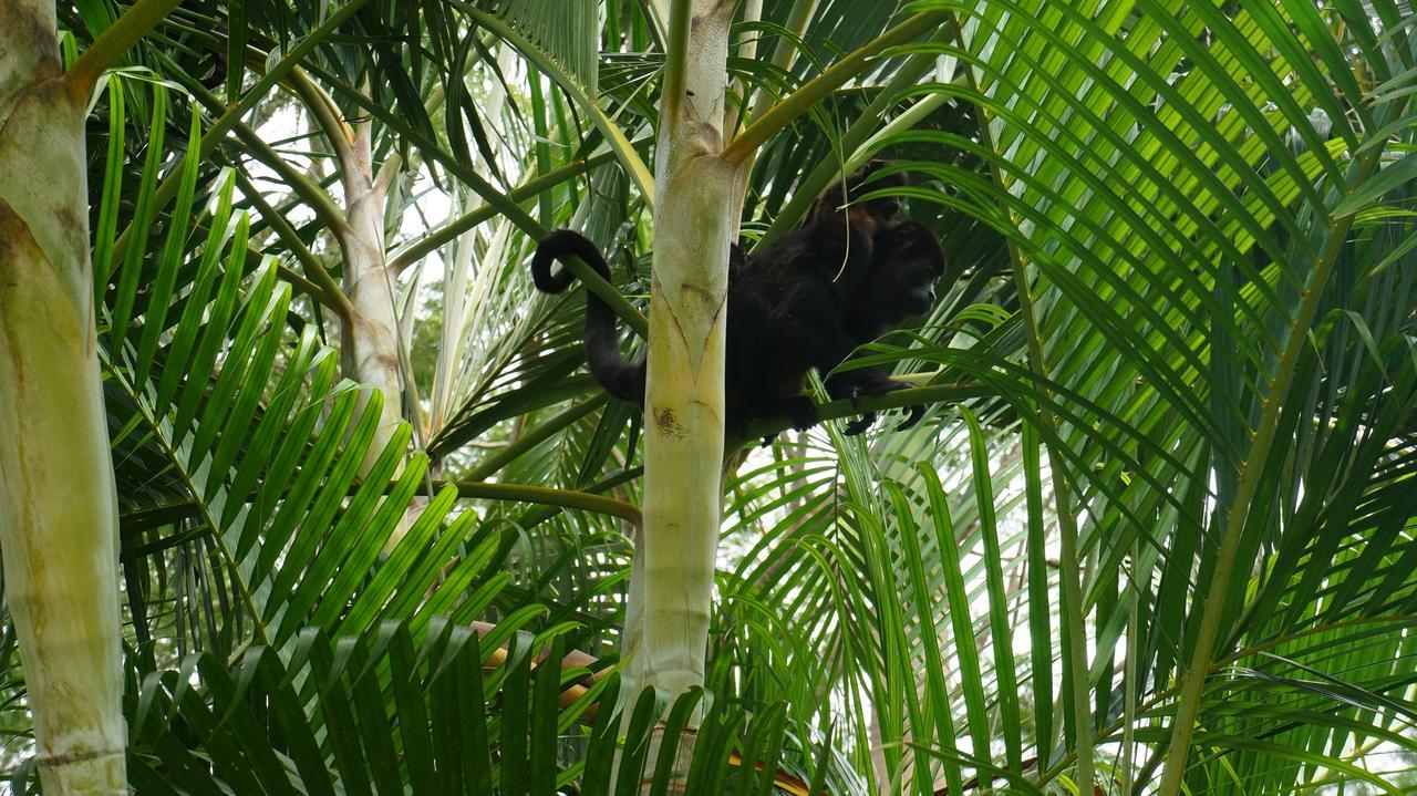 بيت شباب Alouatta Playa Coyote San Francisco de Coyote المظهر الخارجي الصورة